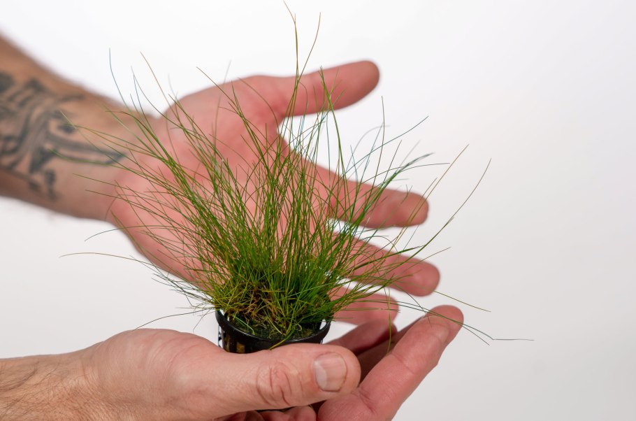 Элеохарис Ацикулярис (Eleocharis acicularis)