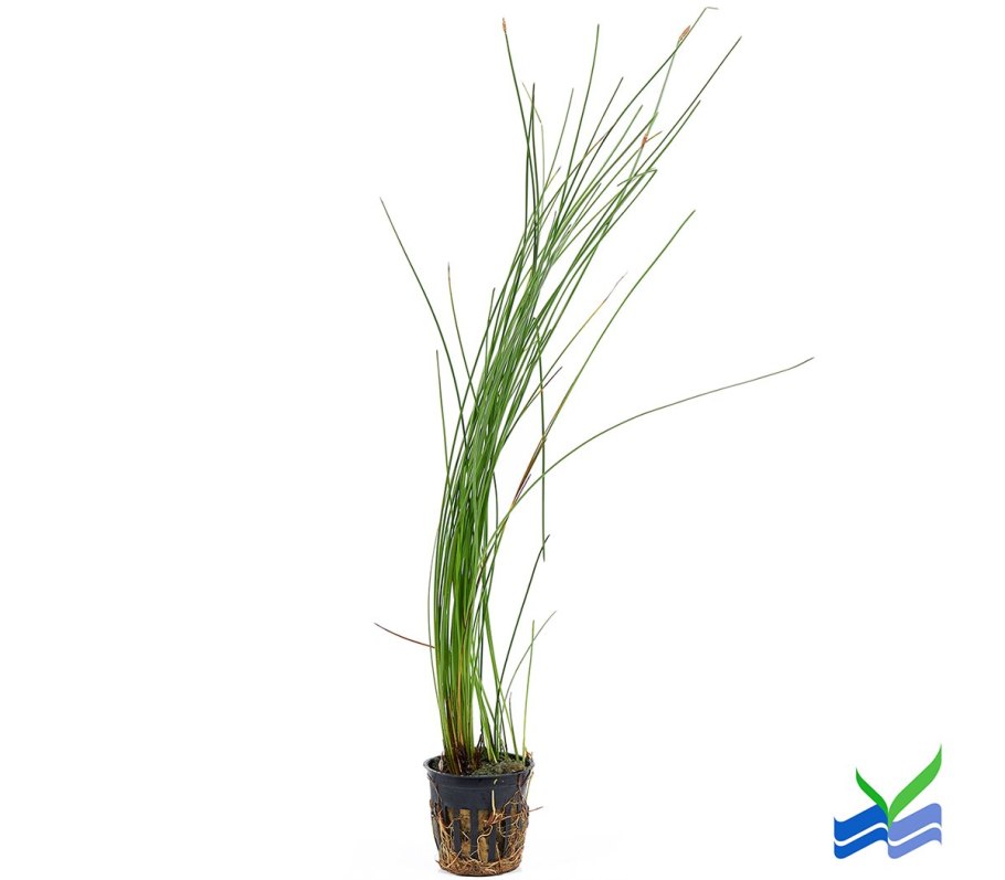 Элеохарис живородящий (Eleocharis vivipara)
