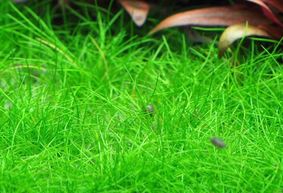 Элеохарис вивипара - высокий