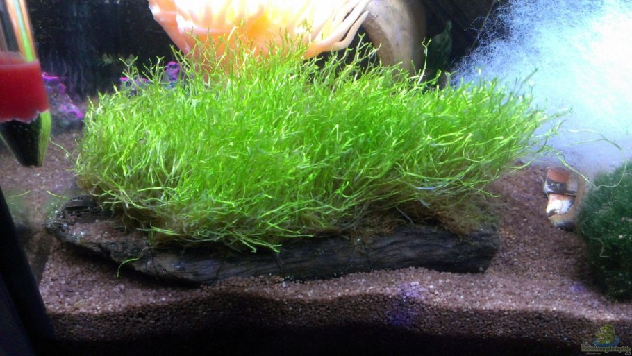 Элеохарис вивипара