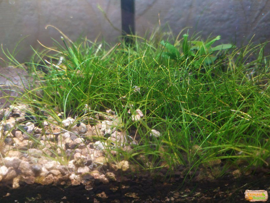Элеохарис парвулус мини