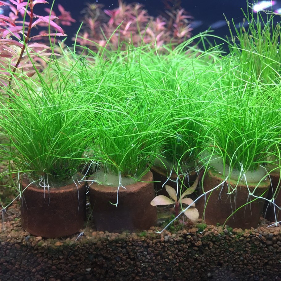 +"Eleocharis pusilla"