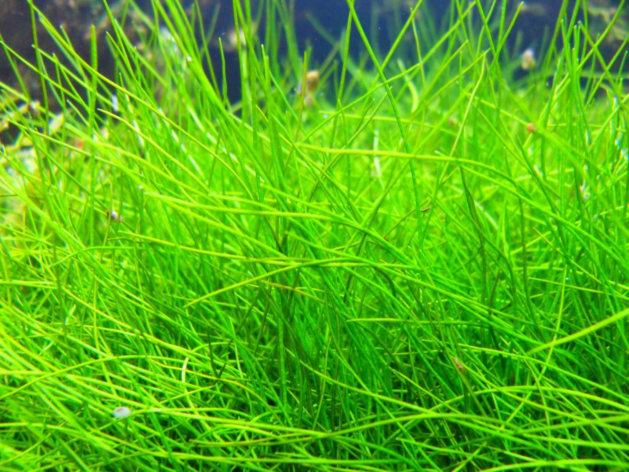 Элеохарис парвула мини