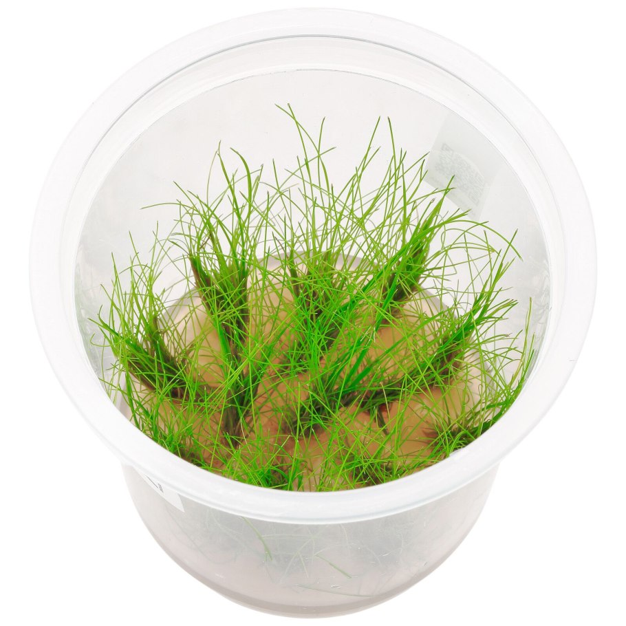 Элеохарис карликовый