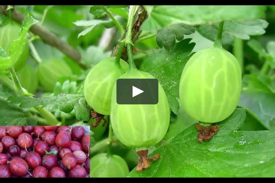 Сорт крыжовника Юбилейный