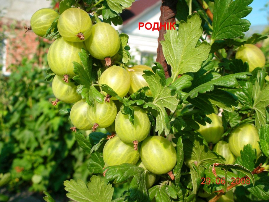 Крыжовник сорт гроссуляр