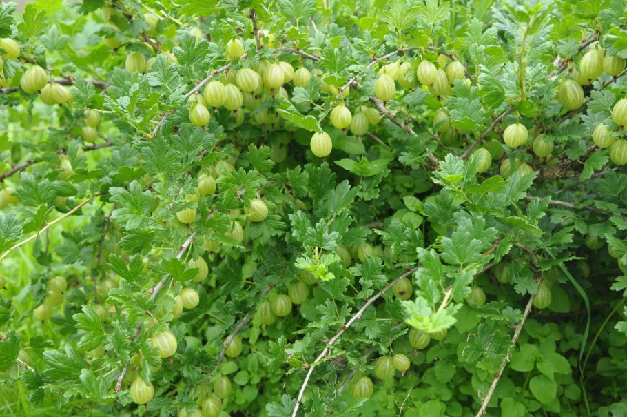 Крыжовник куст