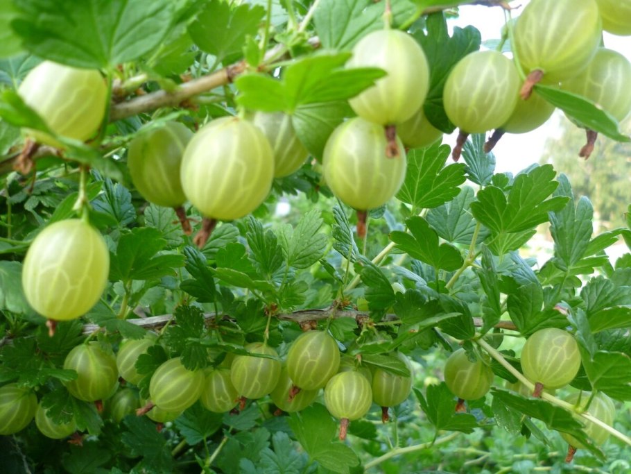 Агрус ягода