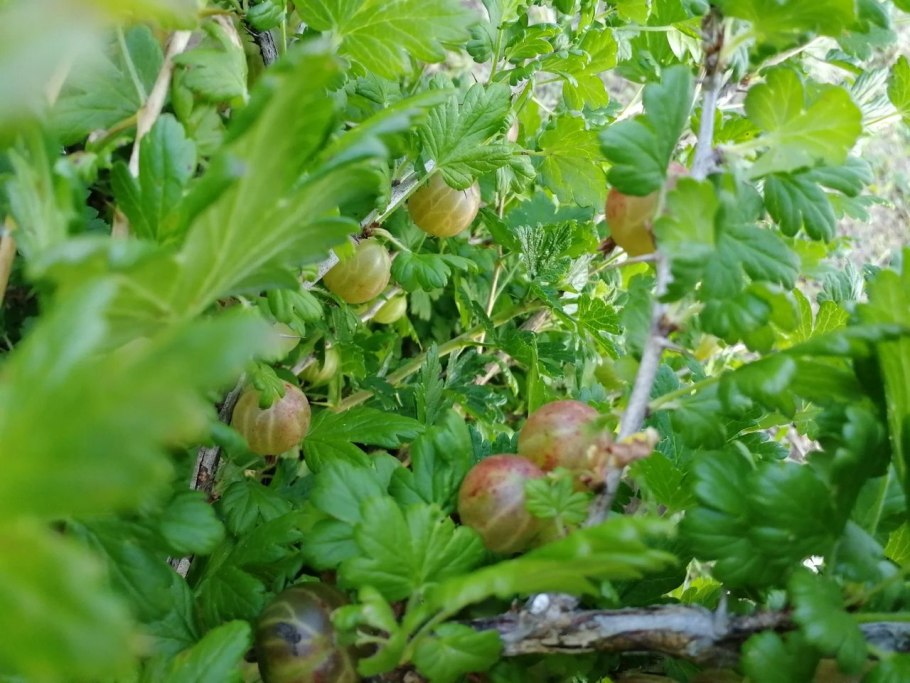 Крыжовник берилл (с2)