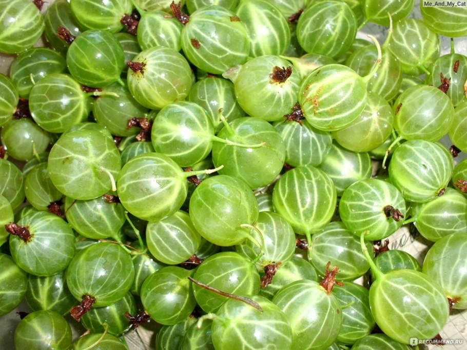 Крыжовник сорт Уральский изумруд