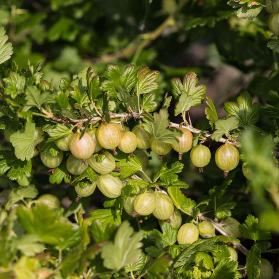 Крыжовник Куршу дзинтарс