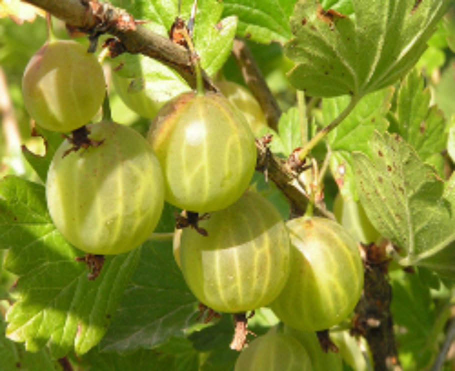 Крыжовник сорт берилл