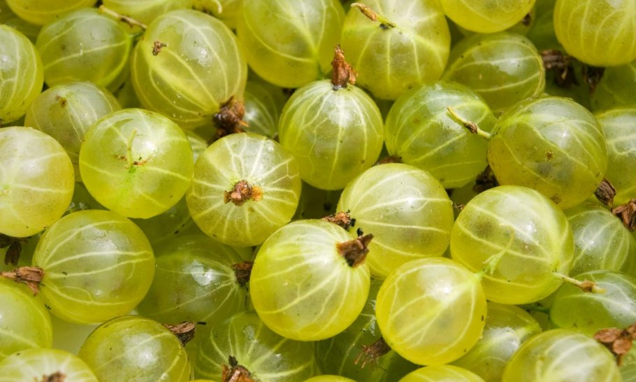 Крыжовник Янтарный, ранний, слабошиповатый