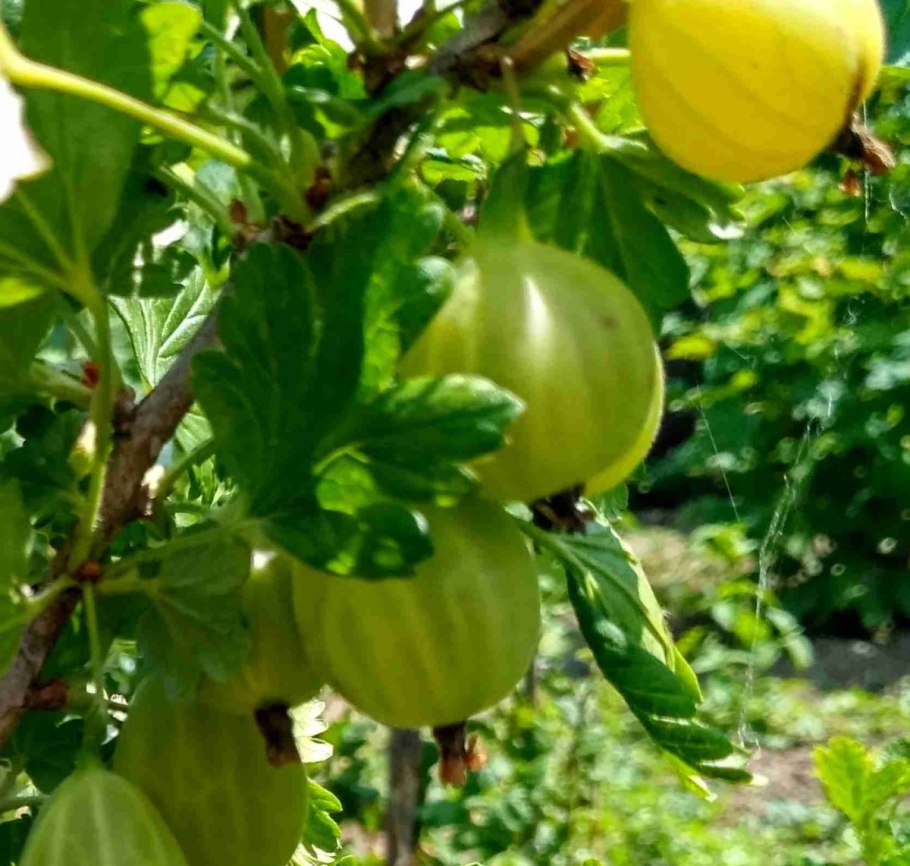 Крыжовник бесшипный малахит