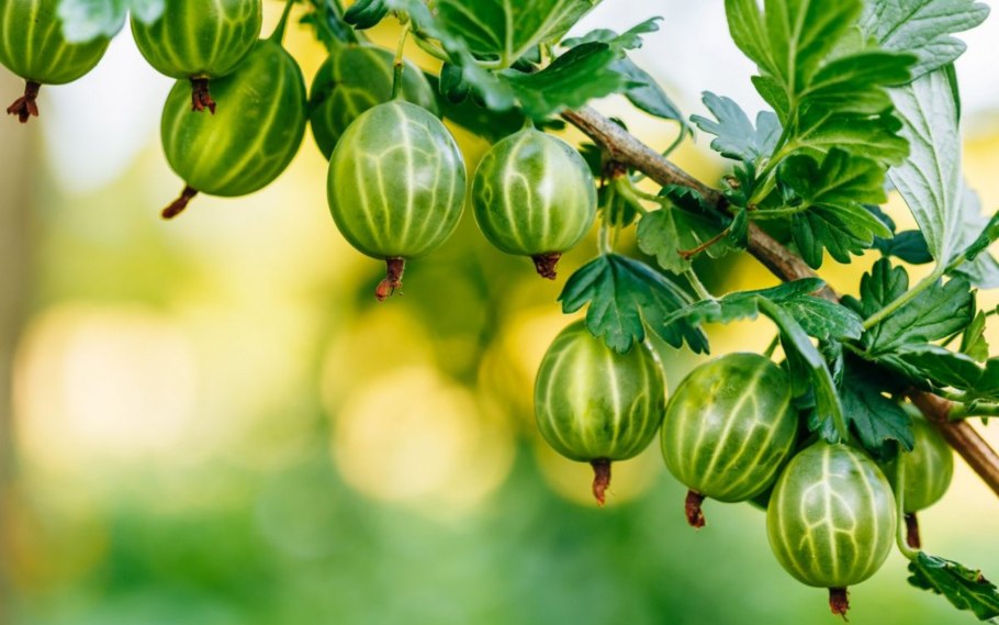 Крыжовник сорт Уральский изумруд