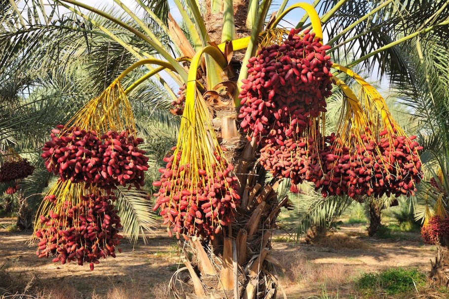 Финики финиковое дерево