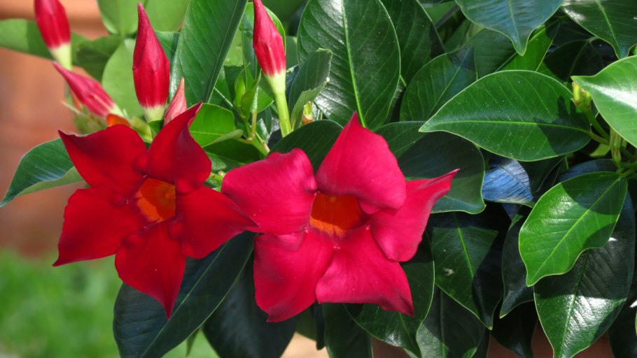 Парк висячие сады Мумбаи