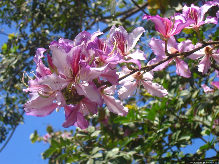 Тунис пальмовые Рощи