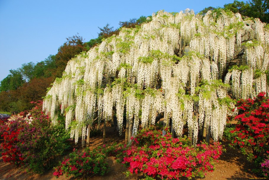 Растительный орнамент древнего Египта