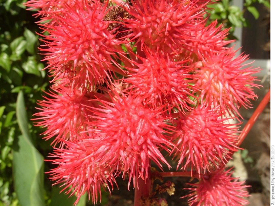 Растения цветы Египта