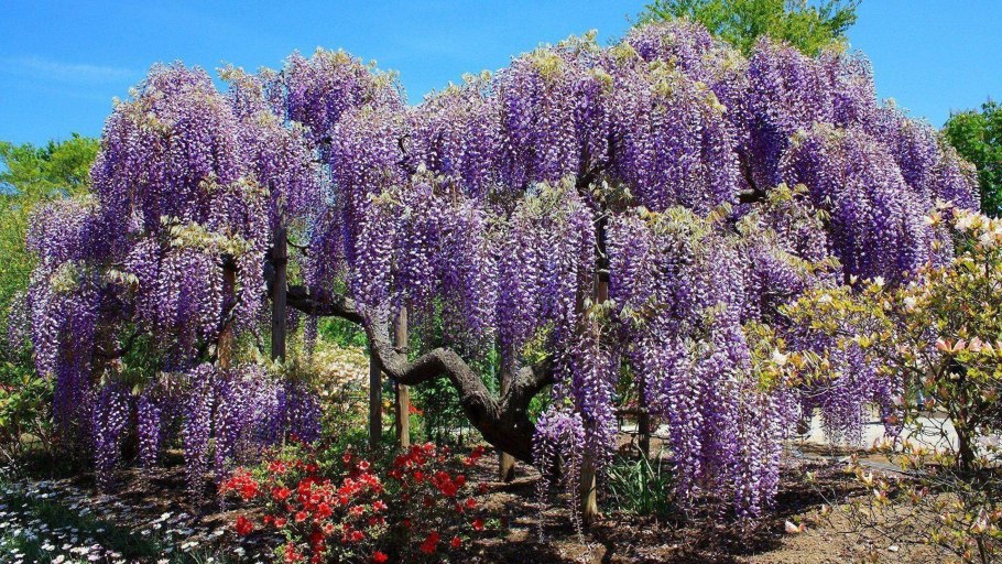 Бугенвиллия в Израиле