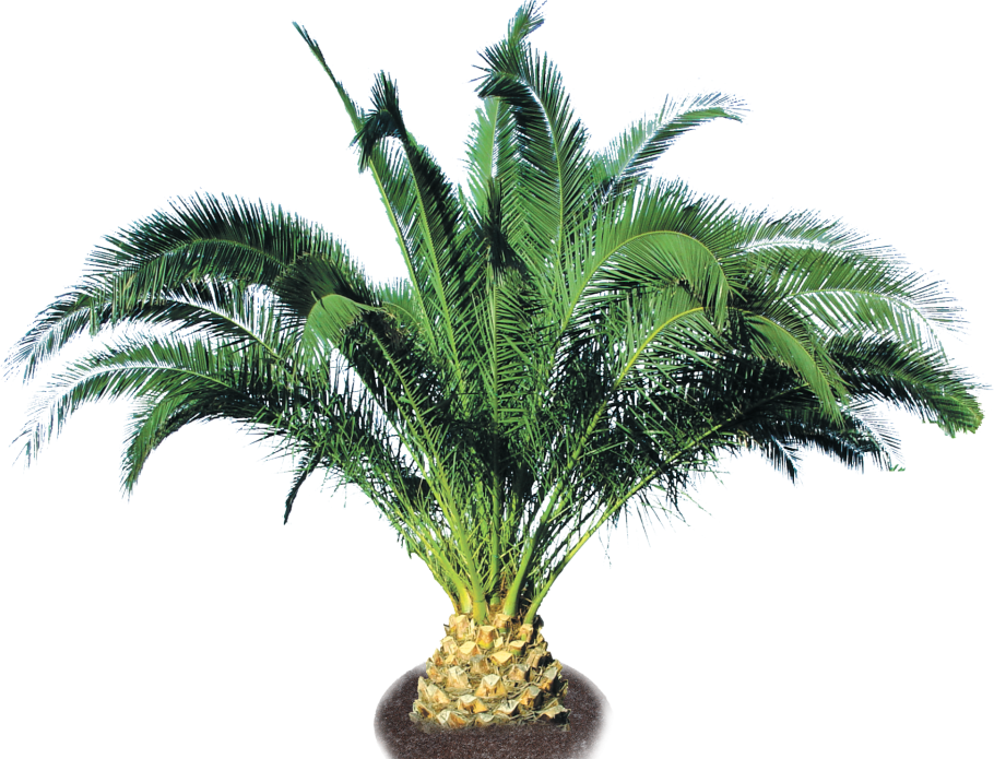 Олеандр в пустыне