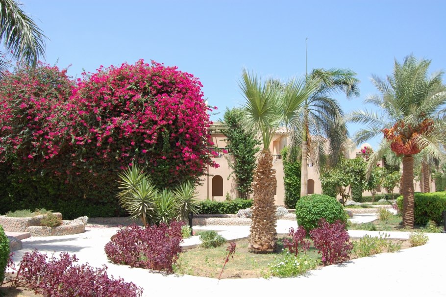 Коримбия фикусолистная