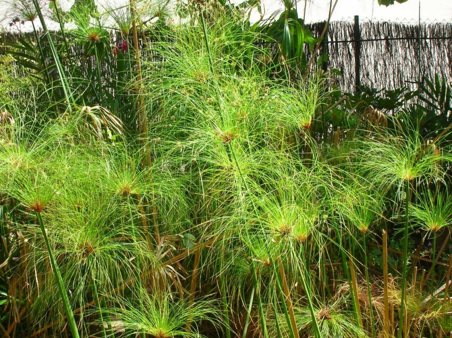 Финиковая Пальма