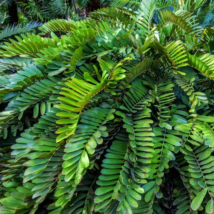 Йеллоу стоте