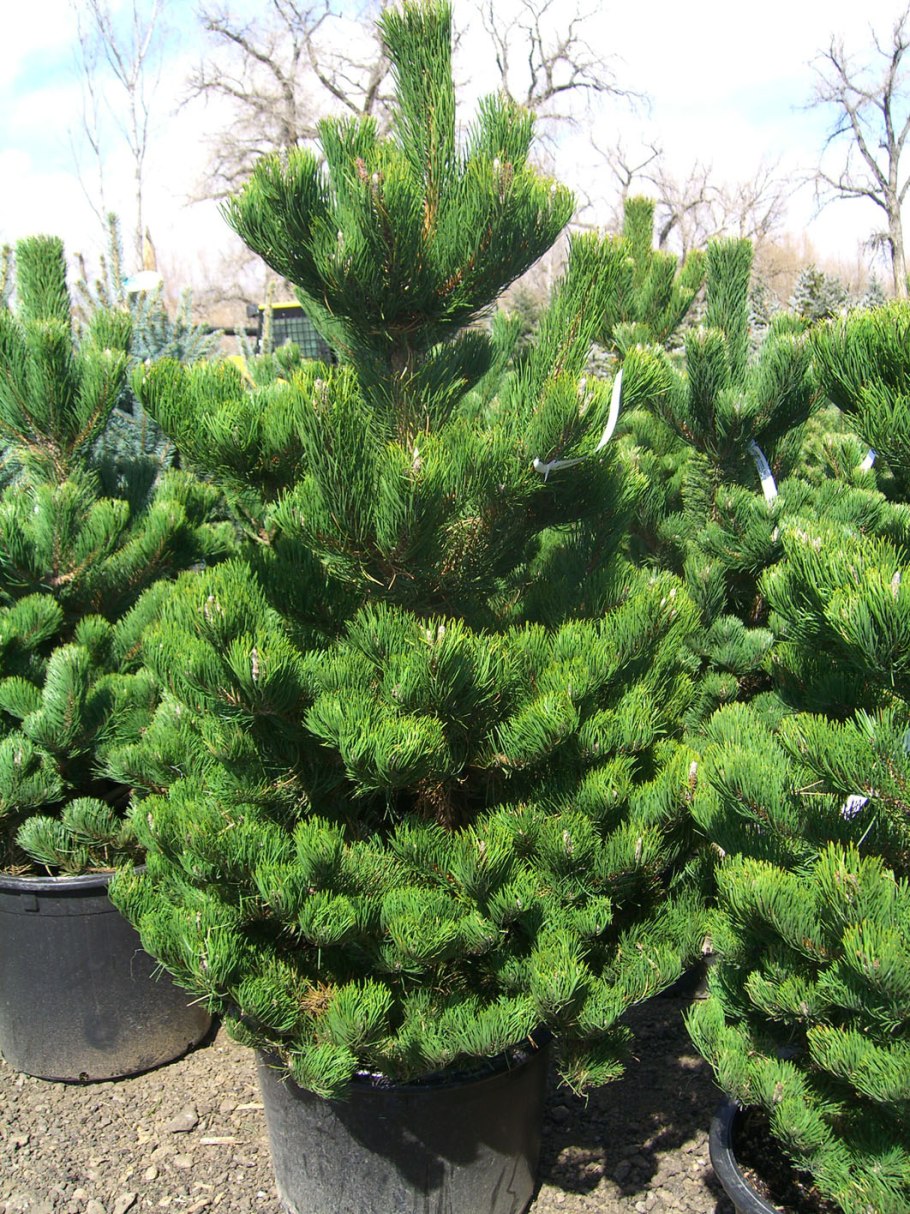 Сосна черная'Oregon Green' Pinus nigra "Oregon