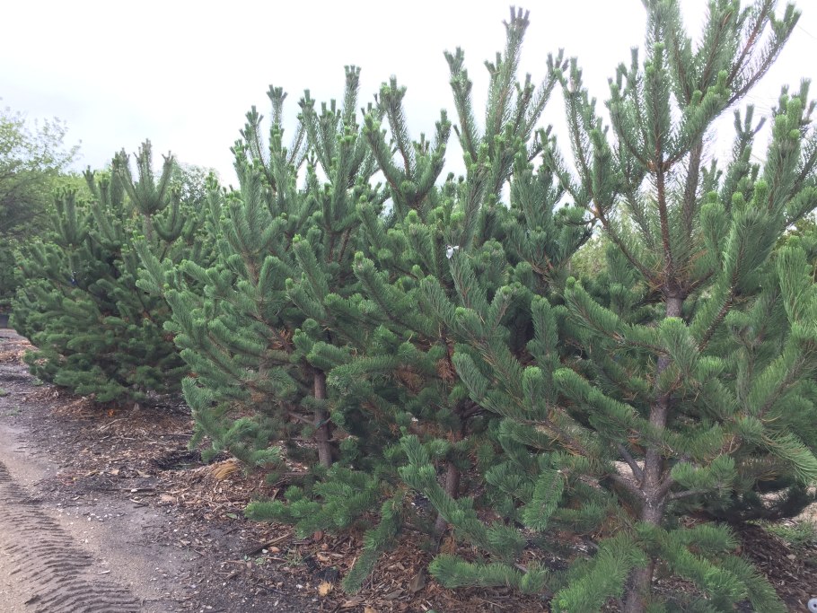 Сосна nigra 'Oregon Green'