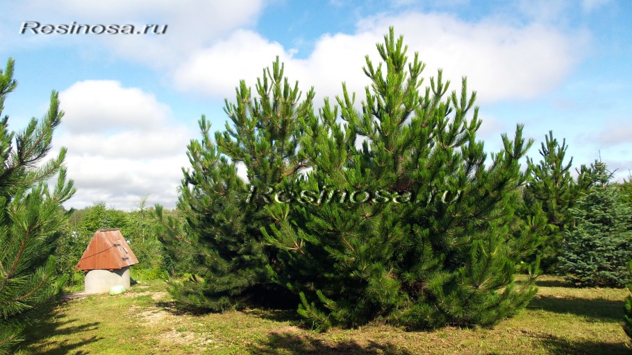 Pinus nigra Oregon Green