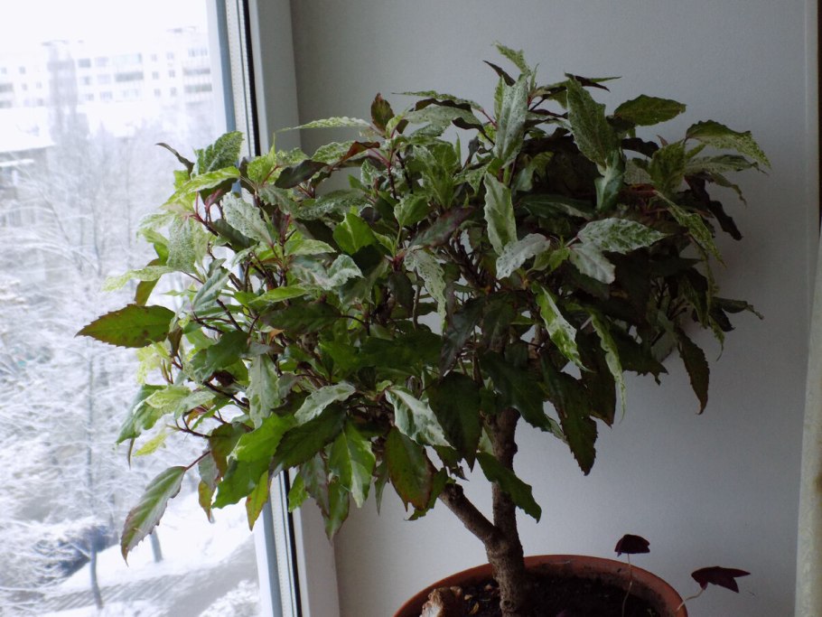 Hibiscus Rosa-sinensis variegata