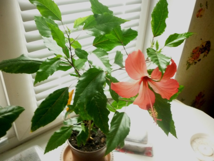 Бугенвиллия variegated arancione