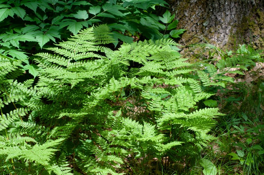 Папоротник dryopteris affinis