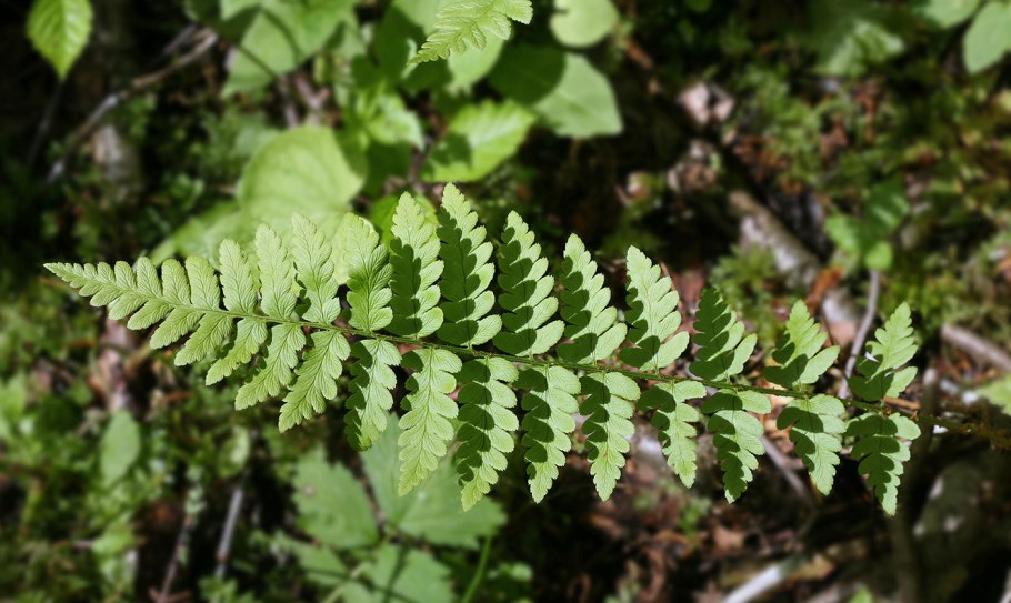 Щитовник гребенчатый - dryopteris cristata