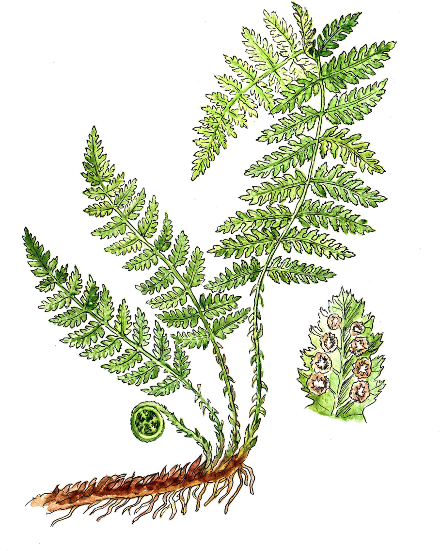 Щитовник гребенчатый - dryopteris cristata