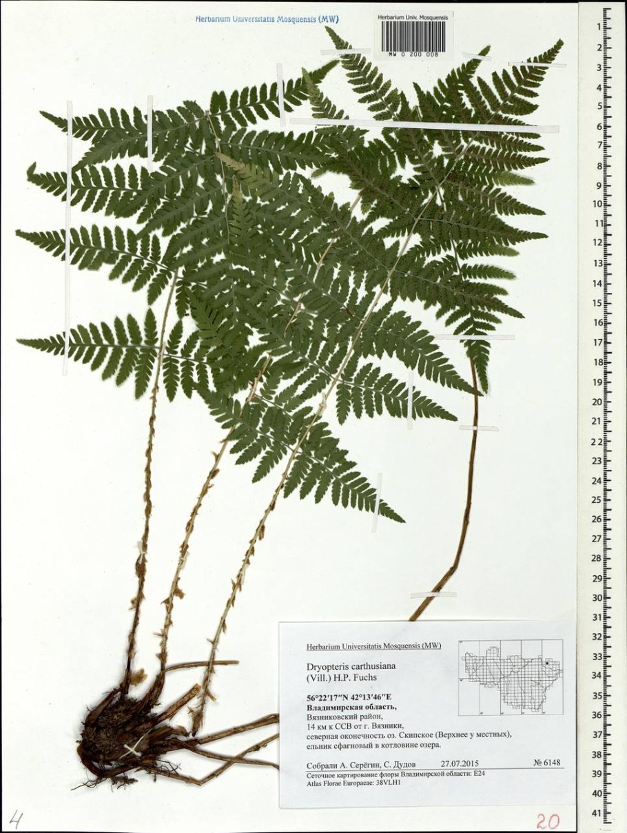 Dryopteris fragrans