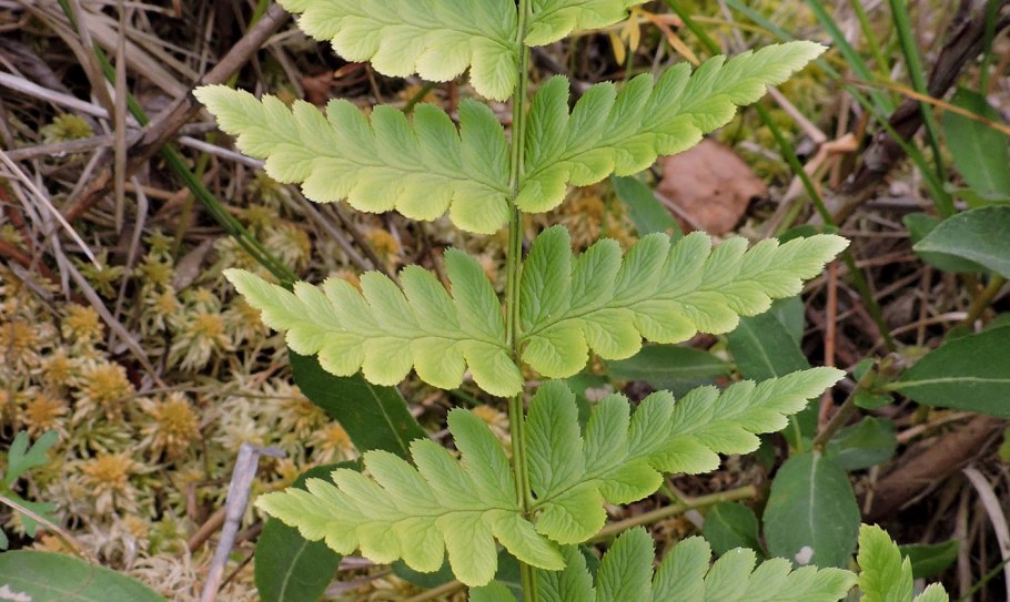 Папоротник dryopteris atrata