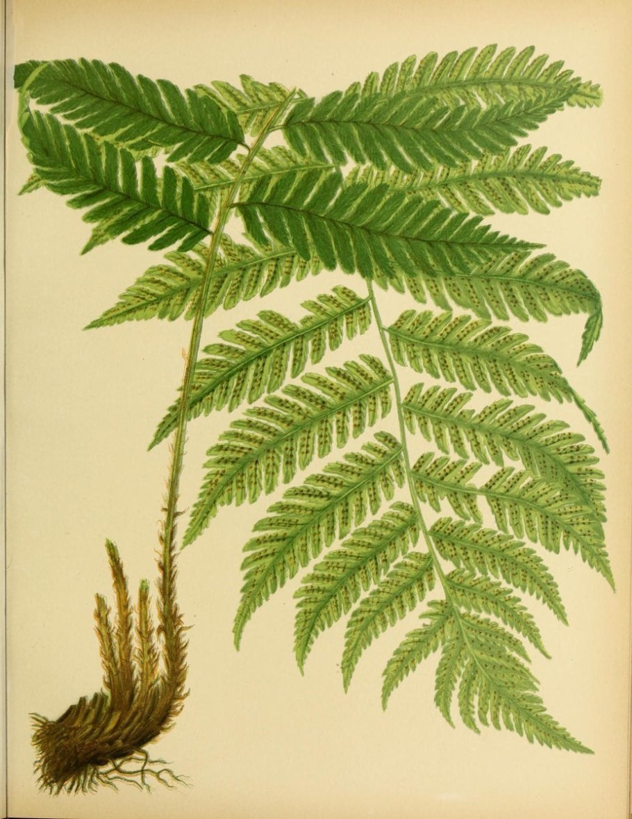 Dryopteris barnesii
