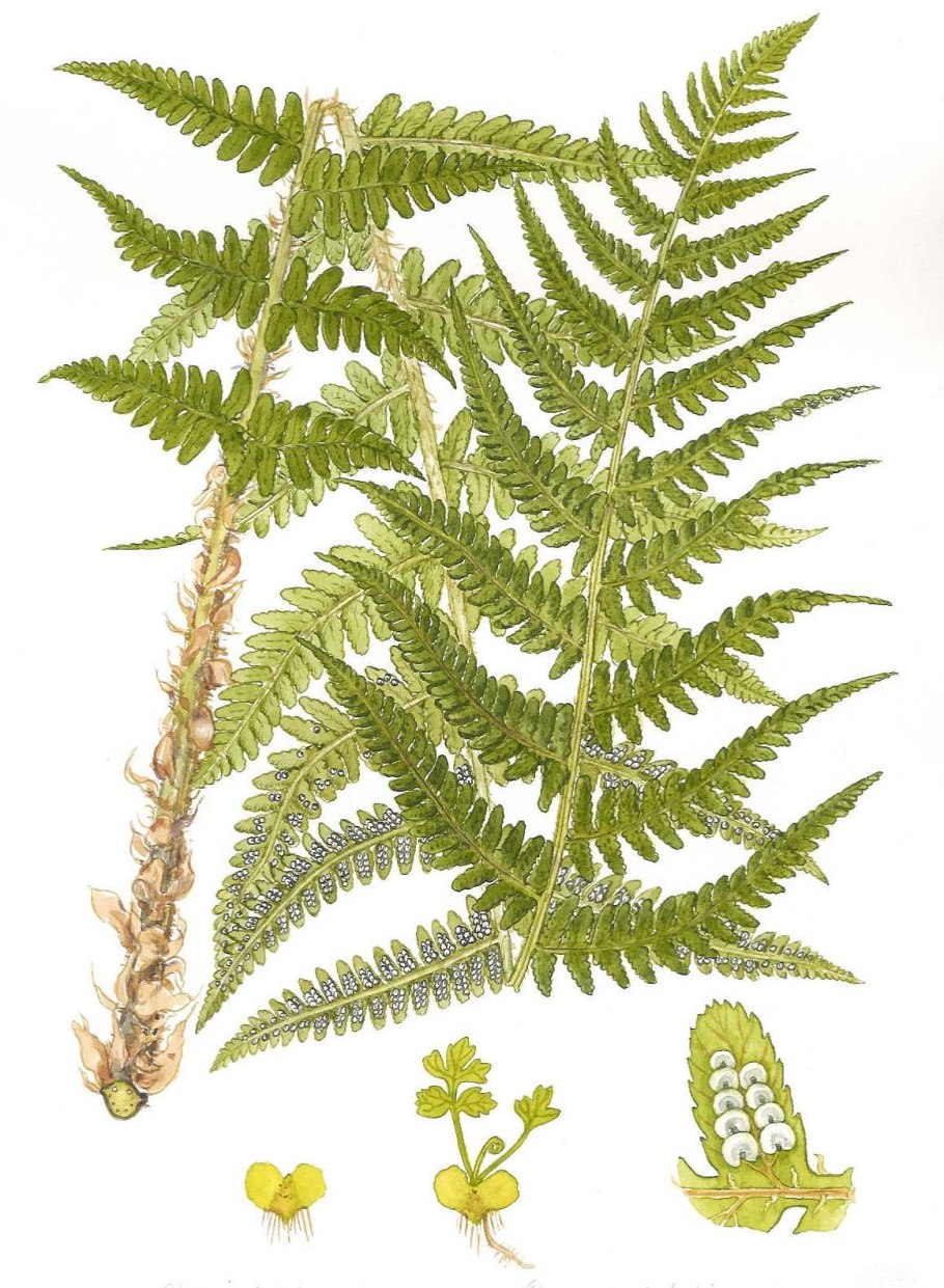 Щитовник dryopteris buschiana