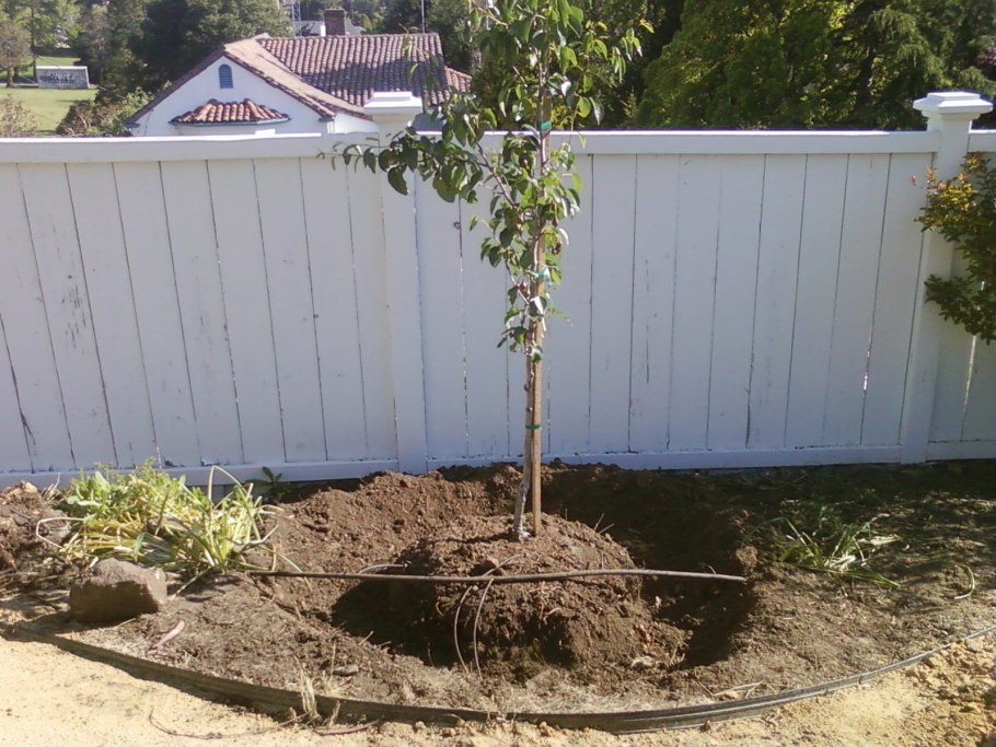 Росток персика из косточки