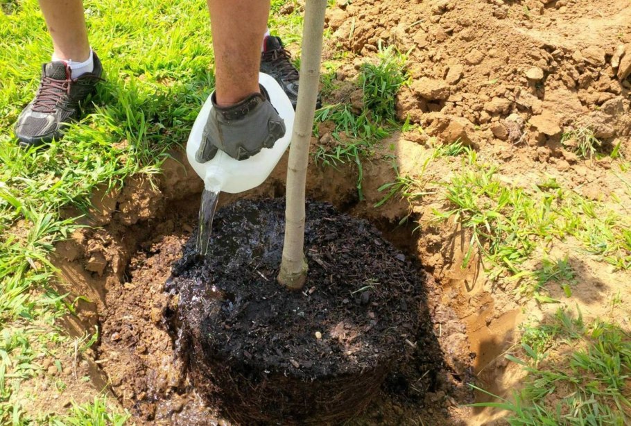 Посадка плодовых деревьев