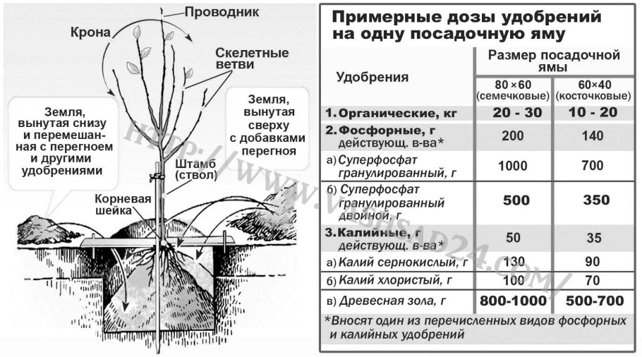 Высаживание саженцев яблони
