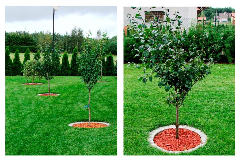 Яблоня Райская штамбовая