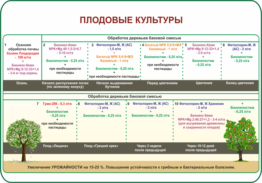 Приствольный круг вокруг яблони