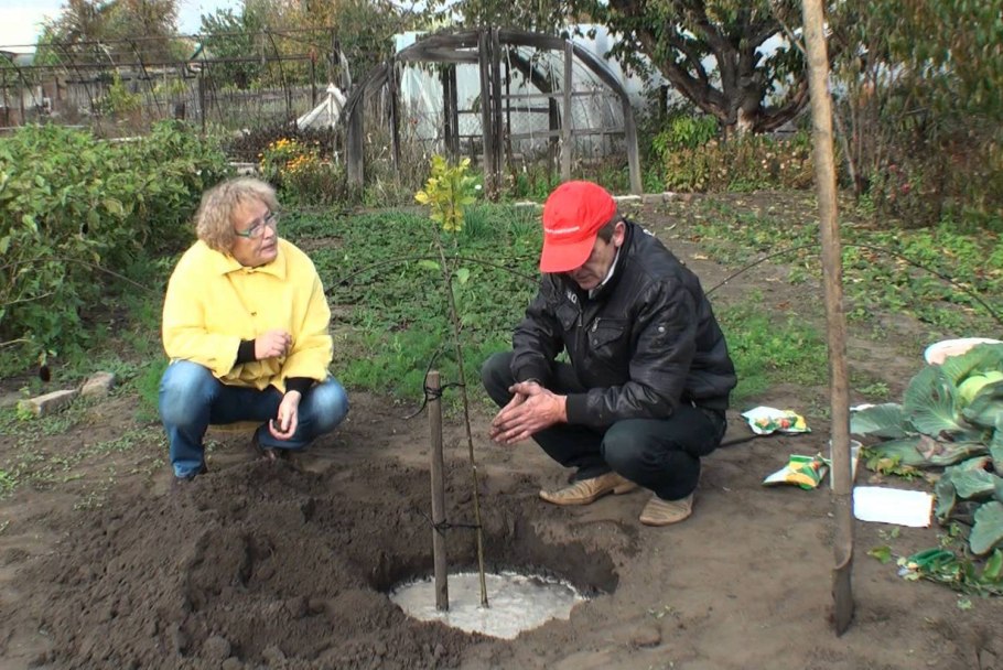 Яблоня колоновидная Созвездие