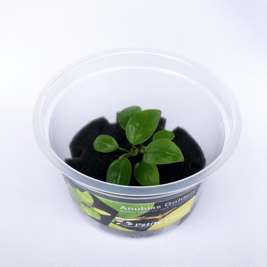 Анубиас ризома