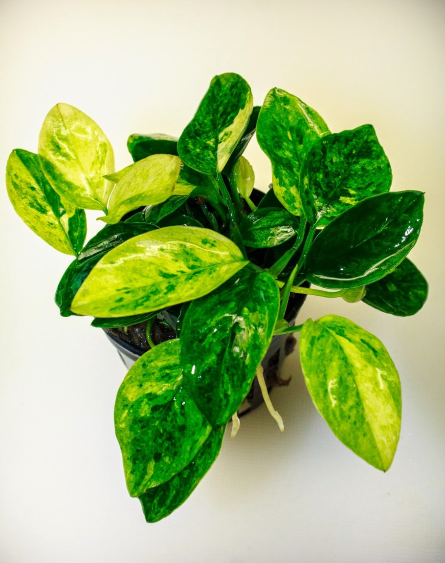 Анубиас Нана вариегатный