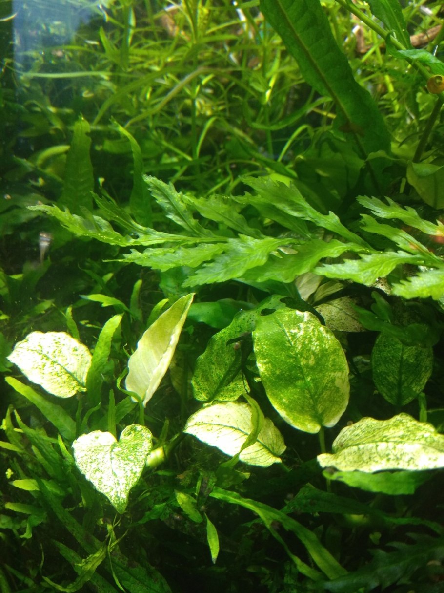 Анубиас бартера Нана